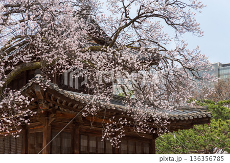Cherry blossoms over traditional Asian wooden pavilion in spring Cherry blossoms over traditional Asian wooden pavilion in spring 136356785