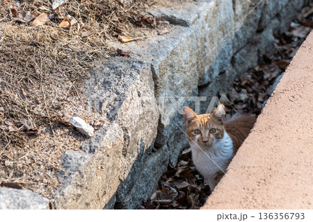 Stray ginger cat hiding by stone wall and sidewalk 136356793