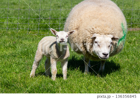 White lamb and mother sheep in the pasture 136356845