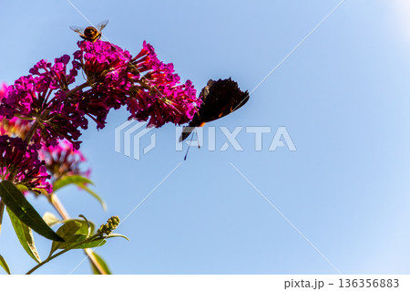European peacock butterfly on a butterfly bush European peacock butterfly on a butterfly bush 136356883