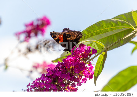 European peacock butterfly on a butterfly bush European peacock butterfly on a butterfly bush 136356887