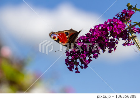 European peacock butterfly on a butterfly bush European peacock butterfly on a butterfly bush 136356889