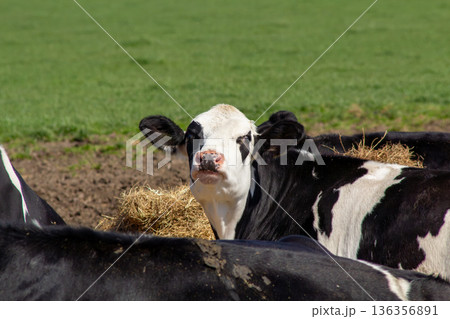 Holstein friesian cow taking a break Holstein friesian cow taking a break 136356891