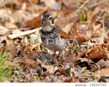 ツグミ ツグミ 136357142