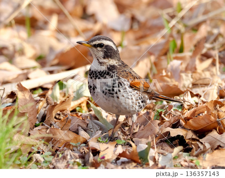 ツグミ ツグミ 136357143