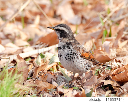 ツグミ 136357144