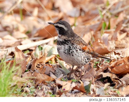 ツグミ ツグミ 136357145