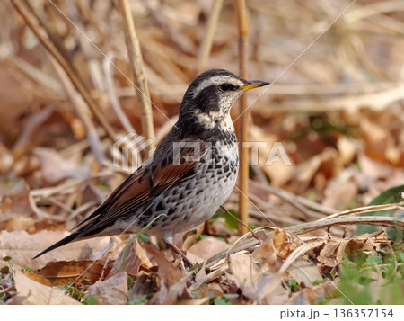 ツグミ 136357154