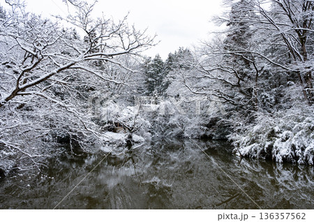寺家町むじな池の冬景色（2026年2月8日撮影） 136357562