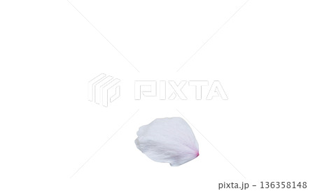 桜の花びら マクロ 背景透過 春イメージ 136358148