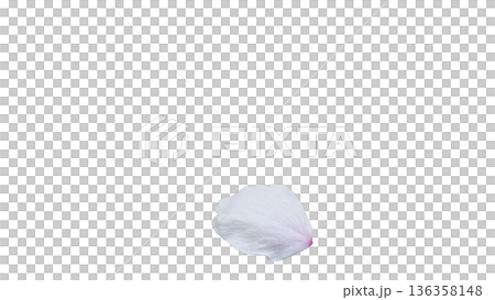 桜の花びら マクロ 背景透過 春イメージ 136358148