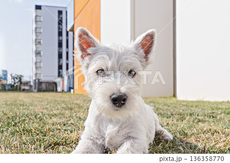 White Westie puppy resting on grass near modern buildings, sunny urban park setting, playful calm mood White Westie puppy resting on grass near modern buildings, sunny urban park setting, playful calm mood 136358770