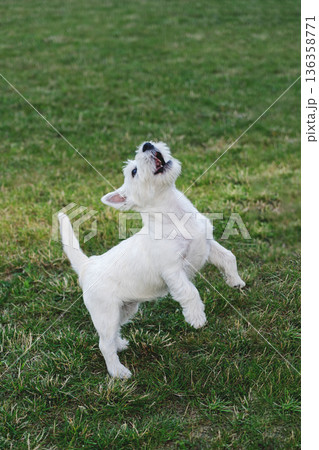 Energetic white Westie terrier jumps on green grass outdoors, playful motion, neutral Cloud Dancer color mood for 2026 136358771