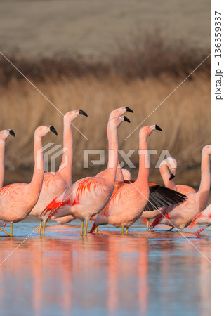 Vertical shot of a large flock of pink flamingos gathered in calm water with soft reflections. Vertical shot of a large flock of pink flamingos gathered in calm water with soft reflections. 136359337