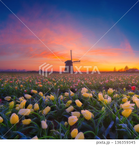 A picturesque countryside landscape at sunrise featuring a historic windmill.  136359345