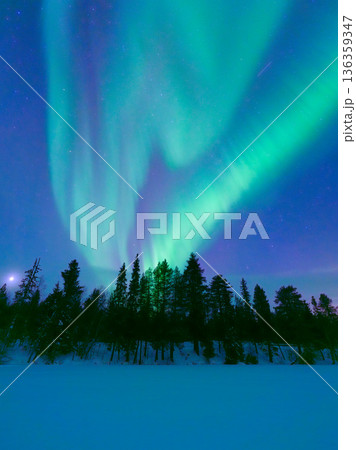 Vertical view of the aurora borealis dancing over a snowy forest in Scandinavia.  136359347