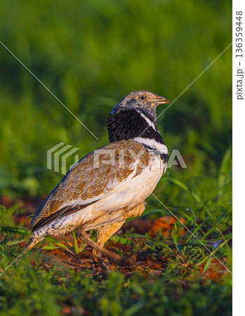 Little Bustard, Spain 136359448