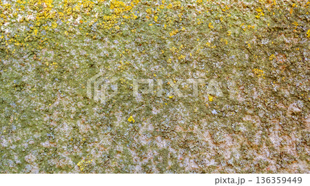 Wall Surface 136359449