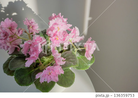 Pink african violet blooming in white pot with natural light Pink african violet blooming in white pot with natural light 136359753