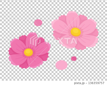 かわいいコスモスの花のイラスト素材 136359757