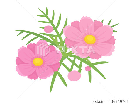 かわいいコスモスのイラスト素材 136359766