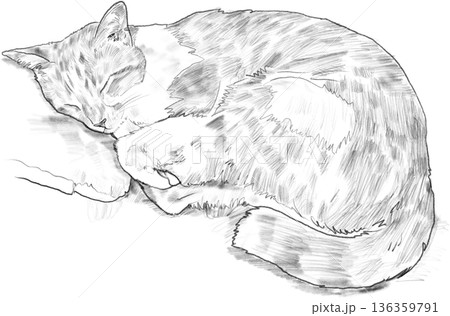 Drawing animal hand drawn sleeping cat curled fur detail cozy line art illustration 136359791