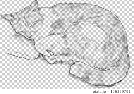Drawing animal hand drawn sleeping cat curled fur detail cozy line art illustration 136359791