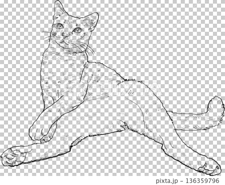 Drawing animal hand drawn relaxed cat sketch with long tail and stretched leg plain backgrounddrawing animal hand drawn 136359796