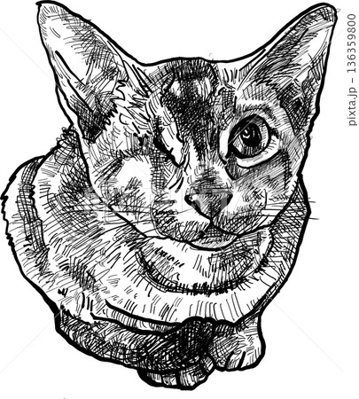 Drawing animal hand drawn cat portrait line art sketch minimal transparency background cute style 136359800