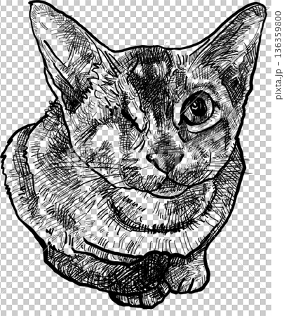Drawing animal hand drawn cat portrait line art sketch minimal transparency background cute style 136359800