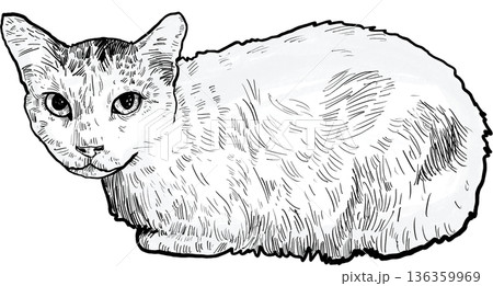 Drawing animal hand drawn cat illustration with fluffy fur texture and calm pet expression in simple black white sketch style 136359969