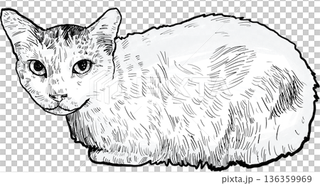 Drawing animal hand drawn cat illustration with fluffy fur texture and calm pet expression in simple black white sketch style 136359969