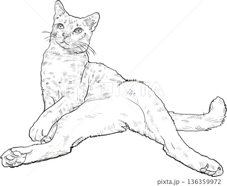 Drawing animal hand drawn cat relaxed pose line art sketch playful feline illustration on transparency background Drawing animal hand drawn cat relaxed pose line art sketch playful feline illustration on transparency background 136359972