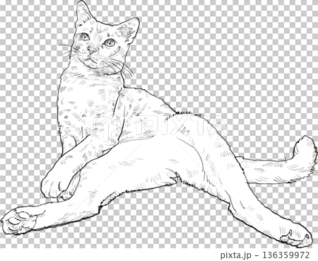 Drawing animal hand drawn cat relaxed pose line art sketch playful feline illustration on transparency background Drawing animal hand drawn cat relaxed pose line art sketch playful feline illustration on transparency background 136359972
