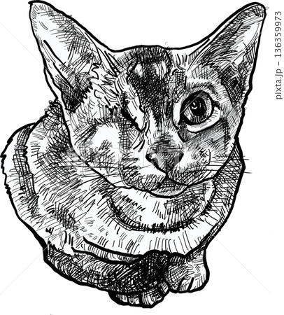 Drawing animal hand drawn cat portrait with one eye detailed ink sketch line art black white illustration emotional calm look 136359973