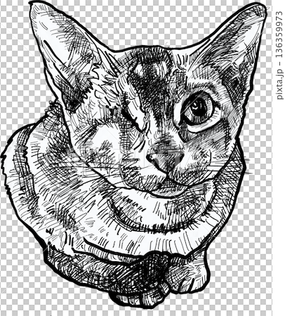 Drawing animal hand drawn cat portrait with one eye detailed ink sketch line art black white illustration emotional calm look 136359973