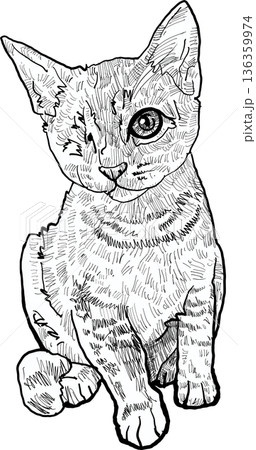 Drawing animal hand drawn cat portrait with big eye cute kitten line art sketch style monochrome graphic illustration Drawing animal hand drawn cat portrait with big eye cute kitten line art sketch style monochrome graphic illustration 136359974