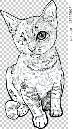 Drawing animal hand drawn cat portrait with big eye cute kitten line art sketch style monochrome graphic illustration 136359974