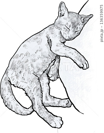 Hand Drawn Sleeping Kitten Illustration 136359975