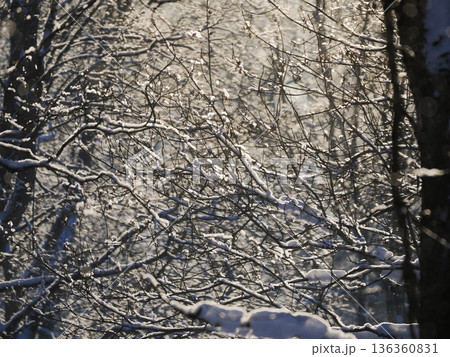 A tree with snow on it and the branches are bare A tree with snow on it and the branches are bare 136360831