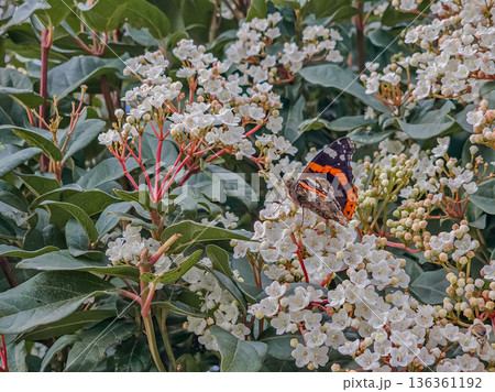 Viburnum Tinus Flowers with Butterfly Viburnum Tinus Flowers with Butterfly 136361192