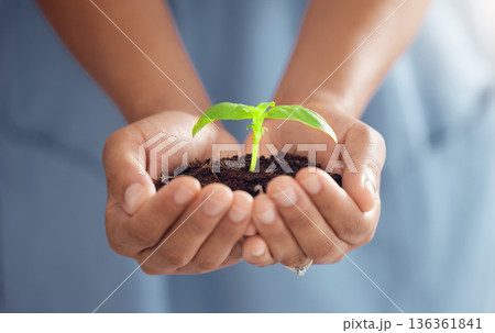 Hands, person and plants for growth in world, future sustainability and climate change. Closeup of leaf in soil for hope, global environment and support of nature, sustainable planet or ngo volunteer Hands, person and plants for growth in world, future sustainability and climate change. Closeup of leaf in soil for hope, global environment and support of nature, sustainable planet or ngo volunteer 136361841