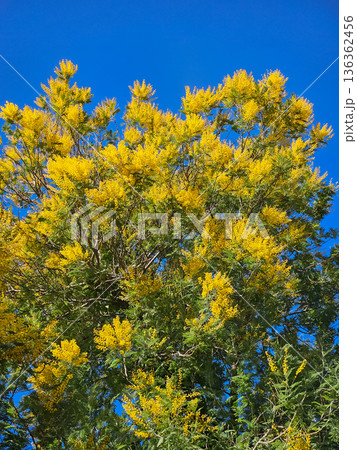 Mimosa Branches with Yellow Spring Flowers 136362456
