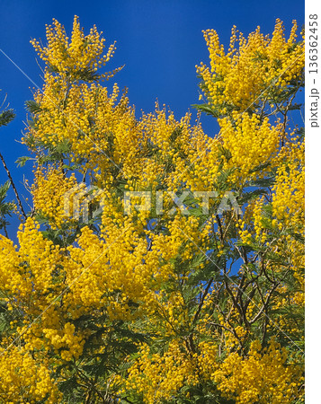 Bright Yellow Mimosa Flowers in Sunlight 136362458