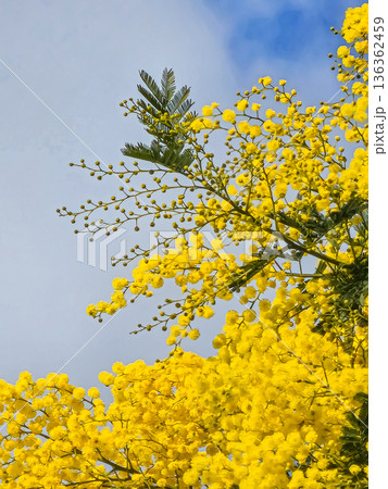 Yellow Mimosa Flowers on Tree Branch 136362459