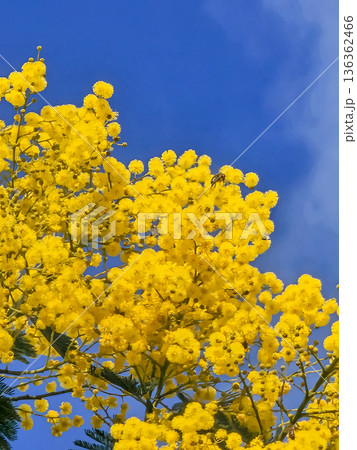 Blooming Mimosa Tree Branches in Spring 136362466