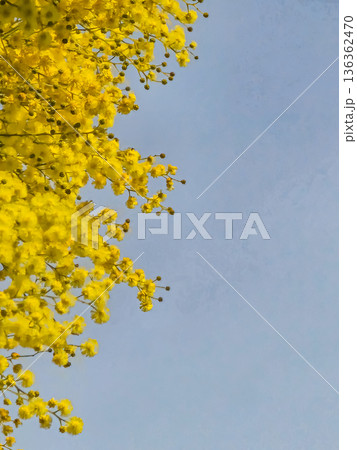 Mimosa Bloom Against Blue Sky 136362470