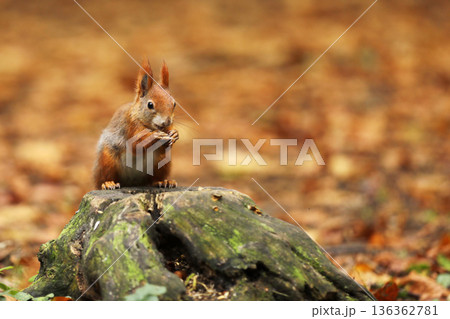 Cute red squirrel. Sciurus vulgaris. Portrait of a red squirrel in autumn season. Cute animal sitting on the tree stump. Animal in nature habitat, Czech republic Cute red squirrel. Sciurus vulgaris. Portrait of a red squirrel in autumn season. Cute animal sitting on the tree stump. Animal in nature habitat, Czech republic 136362781