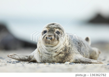 Very young Atlantic Grey Seal, Halichoerus grypus, detail portrait, at the beach of Helgoland, Germany 136362782