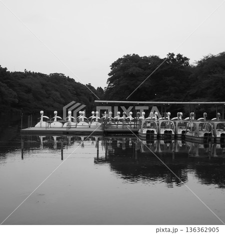 井の頭池のボートのりばと静かな水辺の風景 136362905